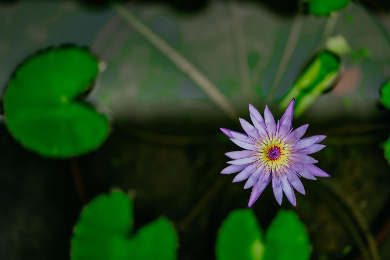 Pensão Jungle Lotus